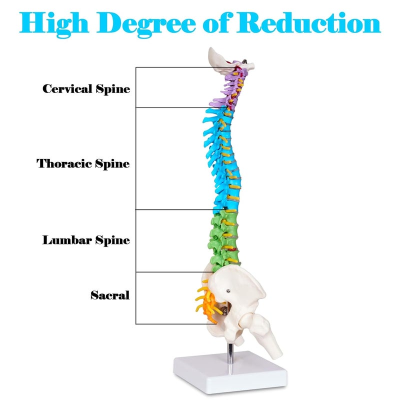 breesky Scientific Mini Spine Model, 15.5’’ Anatomical Spine Model with All Nerves, Human Anatomy Model with Stand for Instruction, Study and Display - Image 3